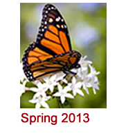 Homepage spring