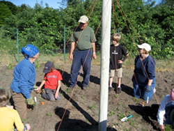 Planting runner beans 