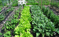 Community garden