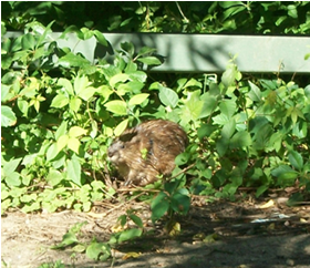 Jerry Muskrat, photograph by Abby Kelley