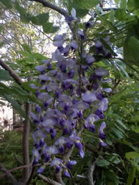 Wisteria