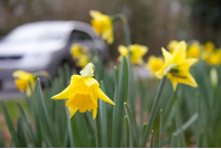 Daffodils