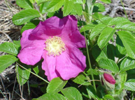 Rosa