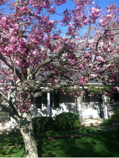 Flowering tree