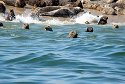 Gray Seals