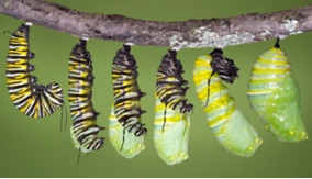 Caterpillars